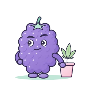 Blackberry Kush illustration